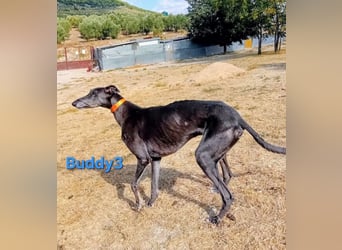 Buddy3 geb. 12/2021 (ESP) - verschmuster Greyhound der endlich ein gutes Leben verdient hat!