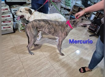 Mercurio geb. 11/2019 (ESP) - liebevoller Greyhound sucht Menschen mit Herz und Verstand!