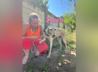 Iman geb. 09/2025 (RO) - Notfellchen sucht ihr Glück!