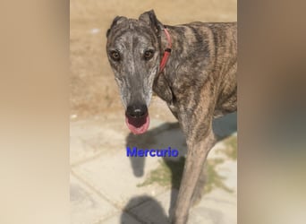 Mercurio geb. 11/2019 (ESP) - liebevoller Greyhound sucht Menschen mit Herz und Verstand!