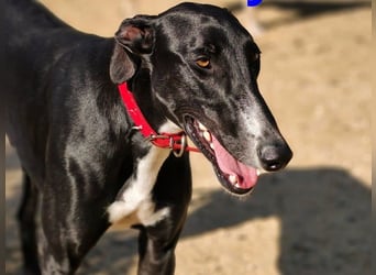 Ricky2 geb. 03/2025 (ESP) - wunderschöner, verspielter Greyhound sucht seine Menschen!