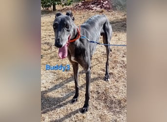 Buddy3 geb. 12/2021 (ESP) - verschmuster Greyhound der endlich ein gutes Leben verdient hat!