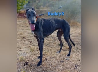 Buddy3 geb. 12/2021 (ESP) - verschmuster Greyhound der endlich ein gutes Leben verdient hat!