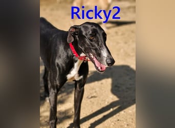 Ricky2 geb. 03/2025 (ESP) - wunderschöner, verspielter Greyhound sucht seine Menschen!
