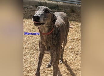 Mercurio geb. 11/2019 (ESP) - liebevoller Greyhound sucht Menschen mit Herz und Verstand!