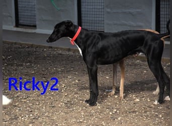 Ricky2 geb. 03/2025 (ESP) - wunderschöner, verspielter Greyhound sucht seine Menschen!