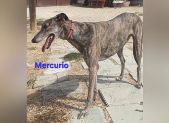 Mercurio geb. 11/2019 (ESP) - liebevoller Greyhound sucht Menschen mit Herz und Verstand!