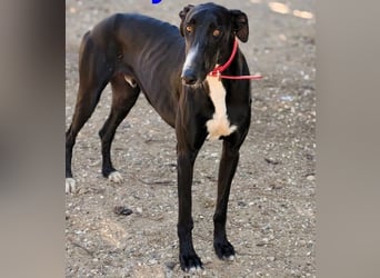 Ricky2 geb. 03/2025 (ESP) - wunderschöner, verspielter Greyhound sucht seine Menschen!