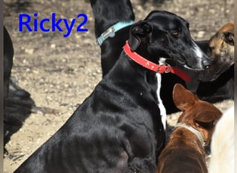 Ricky2 geb. 03/2025 (ESP) - verspielter und lebensfroher, junger Greyhound!