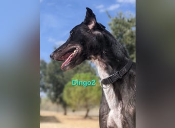 Dingo2 geb. 07/2023 (ESP) - trotz seiner Vergangenheit eine verspielte, schwarze Schmusebacke!