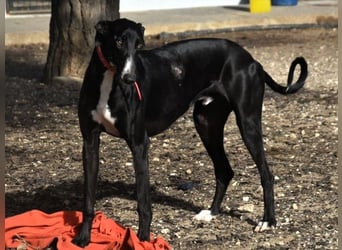 Ricky2 geb. 03/2025 (ESP) - wunderschöner, verspielter Greyhound sucht seine Menschen!