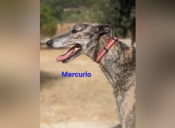 Mercurio geb. 11/2019 (ESP) - liebevoller Greyhound sucht Menschen mit Herz und Verstand!