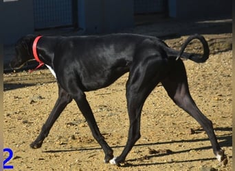 Ricky2 geb. 03/2025 (ESP) - wunderschöner, verspielter Greyhound sucht seine Menschen!