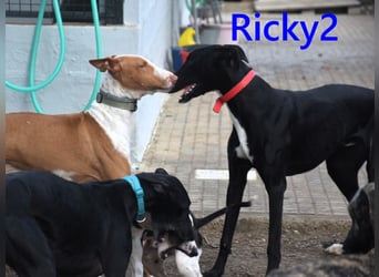 Ricky2 geb. 03/2025 (ESP) - verspielter und lebensfroher, junger Greyhound!