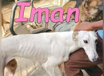Iman geb. 09/2025 (RO) - Notfellchen sucht ihr Glück!
