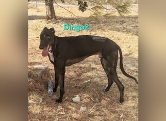 Dingo2 geb. 07/2023 (ESP) - trotz seiner Vergangenheit eine verspielte, schwarze Schmusebacke!