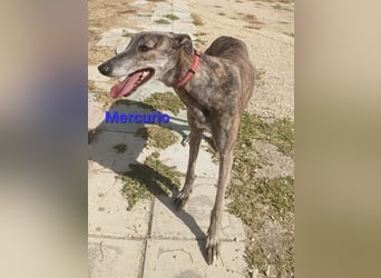 Mercurio geb. 11/2019 (ESP) - liebevoller Greyhound sucht Menschen mit Herz und Verstand!