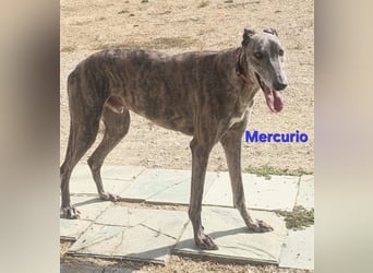 Mercurio geb. 11/2019 (ESP) - liebevoller Greyhound sucht Menschen mit Herz und Verstand!