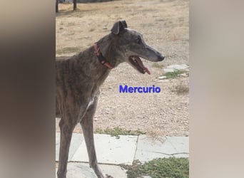 Mercurio geb. 11/2019 (ESP) - liebevoller Greyhound sucht Menschen mit Herz und Verstand!