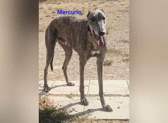 Mercurio geb. 11/2019 (ESP) - liebevoller Greyhound sucht Menschen mit Herz und Verstand!