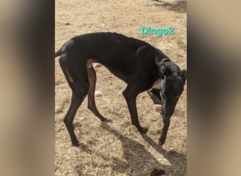 Dingo2 geb. 07/2023 (ESP) - trotz seiner Vergangenheit eine verspielte, schwarze Schmusebacke!