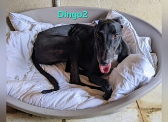 Dingo2 geb. 07/2023 (ESP) - trotz seiner Vergangenheit eine verspielte, schwarze Schmusebacke!