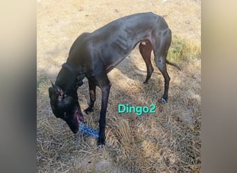 Dingo2 geb. 07/2023 (ESP) - trotz seiner Vergangenheit eine verspielte, schwarze Schmusebacke!