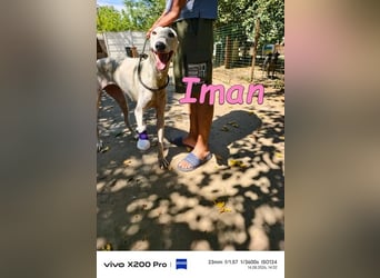 Iman geb. 09/2025 (RO) - Notfellchen sucht ihr Glück!