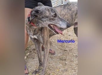 Mercurio geb. 11/2019 (ESP) - liebevoller Greyhound sucht Menschen mit Herz und Verstand!