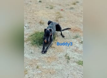 Buddy3 geb. 12/2021 (ESP) - verschmuster Greyhound der endlich ein gutes Leben verdient hat!