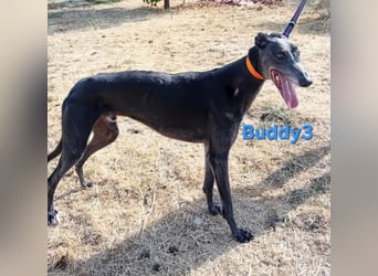 Buddy3 geb. 12/2021 (ESP) - verschmuster Greyhound der endlich ein gutes Leben verdient hat!