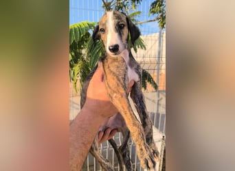 Dakota - niedlicher Greyhound-Welpe aus Spanien