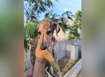 Senta - süßes Greyhound-Mädchen aus Spanien