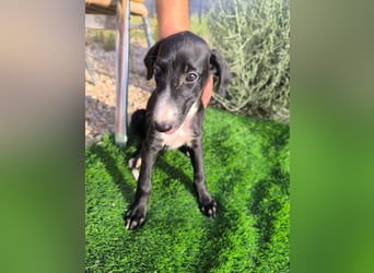 Benito - süßer Greyhound-Welpe aus Spanien