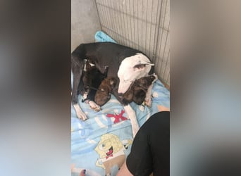 Sedan - verspielter Greyhound-Welpe aus Spanien