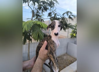Summer - verspieltes Greyhound-Mädchen aus Spanien