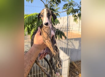 Dakota - niedlicher Greyhound-Welpe aus Spanien