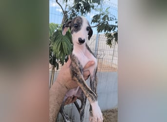 Summer - verspieltes Greyhound-Mädchen aus Spanien