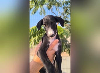 Benito - süßer Greyhound-Welpe aus Spanien