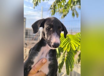 Benito - süßer Greyhound-Welpe aus Spanien