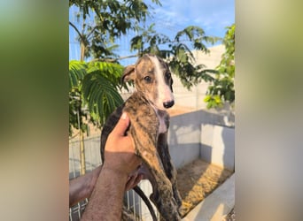 Dakota - niedlicher Greyhound-Welpe aus Spanien