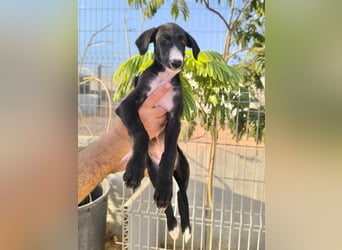 Benito - süßer Greyhound-Welpe aus Spanien