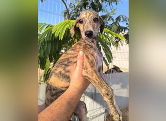 Sedan - verspielter Greyhound-Welpe aus Spanien