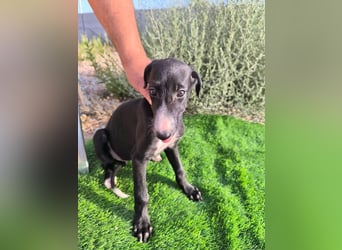 Benito - süßer Greyhound-Welpe aus Spanien