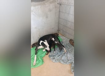 Benito - süßer Greyhound-Welpe aus Spanien