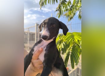 Benito - süßer Greyhound-Welpe aus Spanien