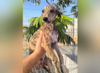 Sedan - verspielter Greyhound-Welpe aus Spanien
