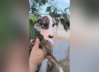 Summer - verspieltes Greyhound-Mädchen aus Spanien