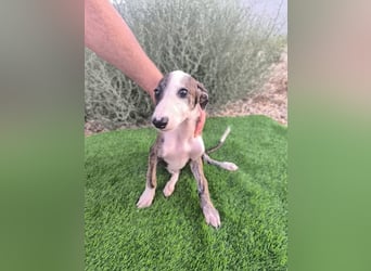 Summer - verspieltes Greyhound-Mädchen aus Spanien