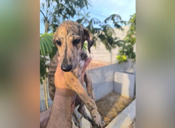 Senta - süßes Greyhound-Mädchen aus Spanien